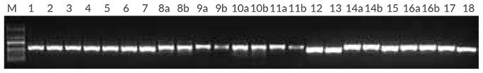 Plant pcr purified dna Figure 2. Plant PCR with purified DNA from 18 sample types