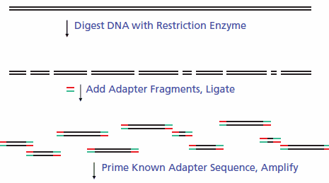 Linker Adapter PCR Mechanism