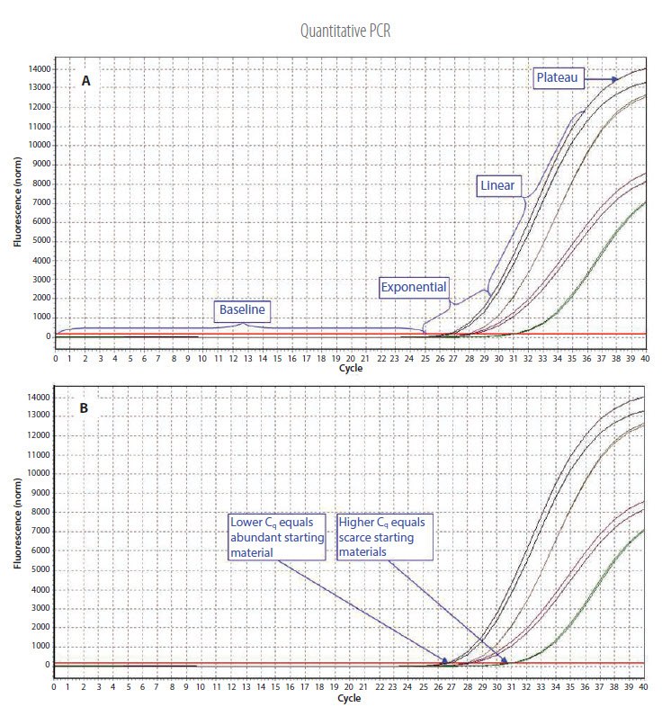 Example qPCR Assay Data