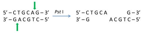 Cohesive 3' ends generated by Pst I