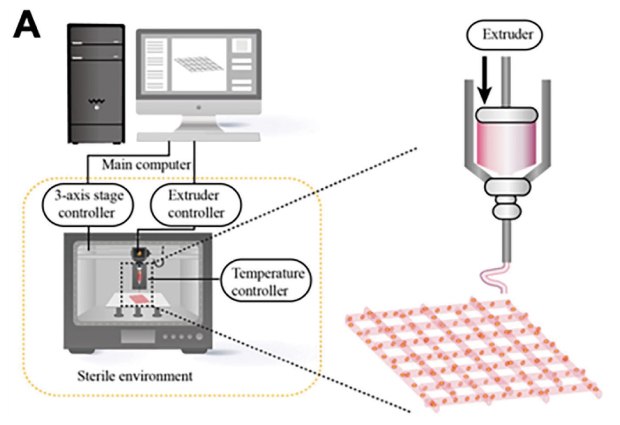 An illustration of the workflow for 3D printed breast cancer model, starting with 2D image of the model in the main computer which feeds the required information to a printer kept in a sterile environment  with a blown-up version of the extruder nozzle in the printer shown extruding a 2-D shape into a 3-D object. 