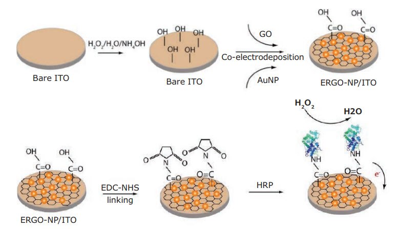 Schematic diagram depicting the surface functionalization of the formation of the HRP/ERGO-NP/ITO modified electrode applied for detection of H2O2 . Reproduced with permission from reference 48, copyright 2014 Electrochemical Society. Schematic diagram depicting the surface functionalization of the formation of the HRP/ERGO-NP/ITO modified electrode applied for detection of H2O2