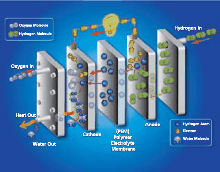 Illustration of polymer electrolyte membrane fuel cell operating on hydrogen fuel and oxygen from air.