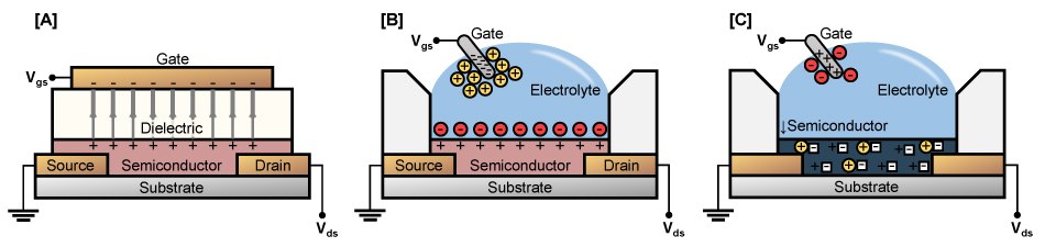 Schematics of common OTFT architectures Detailed cross-sectional view of common OTFT architectures, an organic field effect transistor (OFET), gated by a solid dielectric, an electrolyte gated OFET (EGOFET), where ions accumulate at the semiconductor boundary, an organic electrochemical transistor (OECT), where ions are injected into the semiconductor.