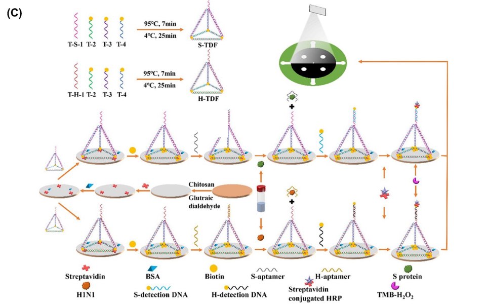 Microfluidic device to detect SARS-CoV-2. A) Graphical representation of paper analytical device. B) Schematic of the working process of analytical device composed by “detection/washing” controlled by rotating the washing layer. C) Analytical procedure for detecting of S protein and H1N1. Reproduced with permission from reference 25, copyright 2023 Elsevier. The image presents an analytical procedure for the detection of S protein and H1N1 using a paper analytical device. This procedure offers insights into the device's application for detecting specific antigens, highlighting its versatility and potential for multiplexed analysis of different analytes. The visual representation of the analytical procedure enhances understanding of the device's capabilities, providing valuable information for its use in rapid and specific detection of infectious agents and biomolecules.