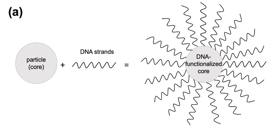 The image illustrates the combination of spherical core particles with zig-zag DNA strands to form DNA-functionalized core particles. This visual representation offers insights into the process of functionalizing core particles with DNA strands, a crucial step in the development of advanced materials for various applications, including biosensing, drug delivery, and nanotechnology. The image illustrates the combination of spherical core particles with zig-zag DNA strands to form DNA-functionalized core particles. This visual representation offers insights into the process of functionalizing core particles with DNA strands, a crucial step in the development of advanced materials for various applications, including biosensing, drug delivery, and nanotechnology.