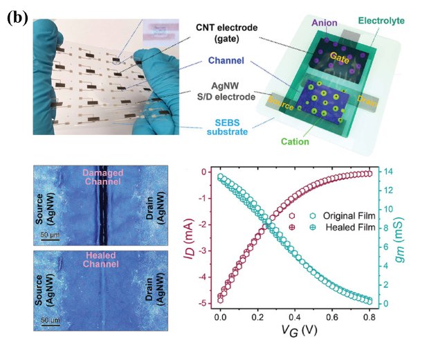 This photo presents arrays of PEDOT:PSS-based organic electrochemical transistors (OECTs), accompanied by an enlarged diagram highlighting the electrodes, channel, SEBS substrate, cation, anion, source, gate, and drain within the device. Additionally, an SEM image reveals the comparison between the damaged channel and the healed channel. Furthermore, a graph is included to display the gap recovery and restoration of transistor performance. These visuals provide comprehensive insights into the structure and self-healing properties of the OECTs, offering valuable information on the device's potential for applications requiring stretchable and self-healable electronic components. This photo presents arrays of PEDOT:PSS-based organic electrochemical transistors (OECTs), accompanied by an enlarged diagram highlighting the electrodes, channel, SEBS substrate, cation, anion, source, gate, and drain within the device. Additionally, an SEM image reveals the comparison between the damaged channel and the healed channel. Furthermore, a graph is included to display the gap recovery and restoration of transistor performance. These visuals provide comprehensive insights into the structure and self-healing properties of the OECTs, offering valuable information on the device's potential for applications requiring stretchable and self-healable electronic components.