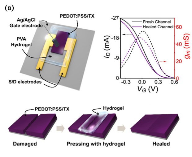 This schematic diagram illustrates a PEDOT:PSS-based organic electrochemical transistor (OECT) with a focus on its self-healing performance. It highlights the electrodes, polymer process channel, and hydrogel within the device. An additional diagram showcases the self-healing process, depicting the damaged PEDOT:PSS/TX polymer channel, the application of the hydrogel, and the subsequent healing. Additionally, a transfer curve is included to visually demonstrate the self-healing interaction within the device. These visuals provide an insightful representation of the self-healing capabilities of the OECT, offering a clear understanding of the device's potential for robust and resilient performance in various applications. This schematic diagram illustrates a PEDOT:PSS-based organic electrochemical transistor (OECT) with a focus on its self-healing performance. It highlights the electrodes, polymer process channel, and hydrogel within the device. An additional diagram showcases the self-healing process, depicting the damaged PEDOT:PSS/TX polymer channel, the application of the hydrogel, and the subsequent healing. Additionally, a transfer curve is included to visually demonstrate the self-healing interaction within the device. These visuals provide an insightful representation of the self-healing capabilities of the OECT, offering a clear understanding of the device's potential for robust and resilient performance in various applications.