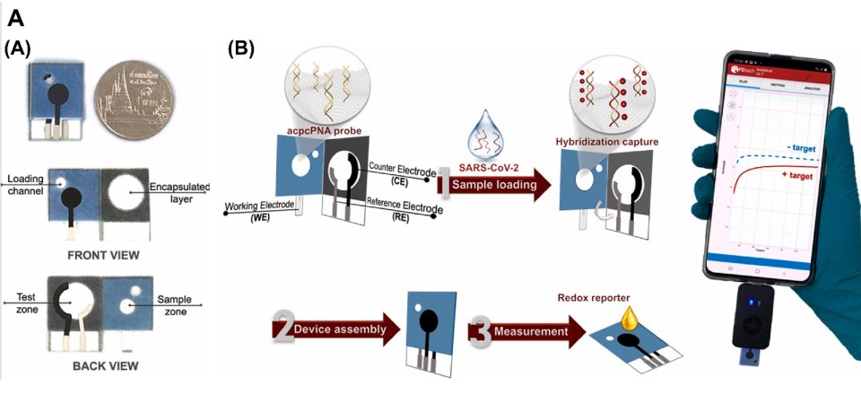 On the left, a schematic of a PNA-based ePAD, sized like a coin, with a front view showing the loading channel and encapsulated layer, and a back view highlighting the test and sample zones. On the right, a representation of electroanalytical measurement using a smartphone-based potentiostat, involving loading the sample, device assembly, and measurement by connecting to the potentiostat. On the left, a schematic of a PNA-based ePAD, sized like a coin, with a front view showing the loading channel and encapsulated layer, and a back view highlighting the test and sample zones. On the right, a representation of electroanalytical measurement using a smartphone-based potentiostat, involving loading the sample, device assembly, and measurement by connecting to the potentiostat.