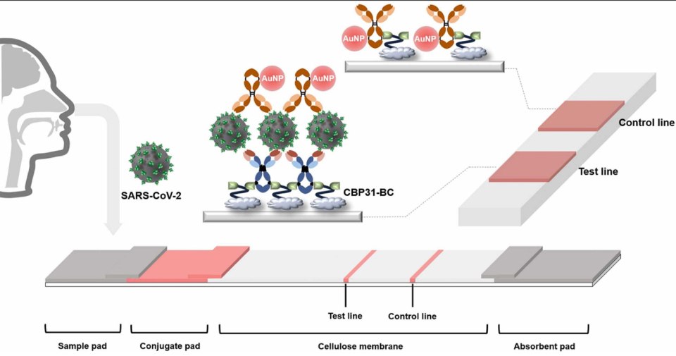 Schematic illustration of the CBP31-BC-based LFIA for detecting SARS-CoV-2. Reproduced with permission from reference 30, copyright Elsevier 2023. The image presents a schematic illustration of the CBP31-BC-based lateral flow immunoassay (LFIA) designed for the detection of SARS-CoV-2. The visualization highlights the workflow of the assay, where the sample containing SARS-CoV-2 is applied to the sample pad, travels through the conjugate pad, and migrates down a cellulose membrane. Upon binding to the test line, a positive result is indicated. This schematic provides valuable insights into the design and operational principles of the LFIA, offering a clear depiction of the assay's workflow and the molecular interactions involved in detecting SARS-CoV-2. The visual representation enhances understanding of the LFIA platform, contributing to advancements in point-of-care diagnostics and infectious disease monitoring.