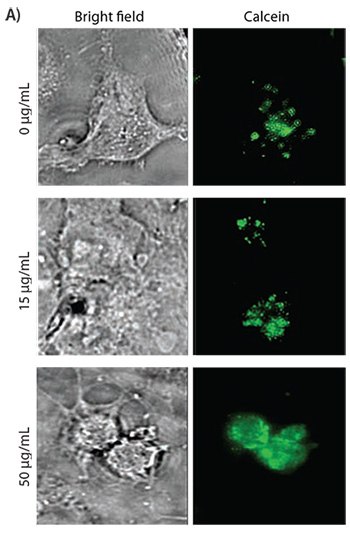Calcein uptake in COS-7 cells treated with various concentrations of PVBLG-8. Calcein is unable to cross intact membranes. As the concentration of PVBLG-8 in the extracellular medium is increased, the intracellular fluorescent signal becomes more diffuse, which indicates membrane permeation and non-endosomal uptake. alcein uptake in COS-7 cells treated with various concentrations of PVBLG-8