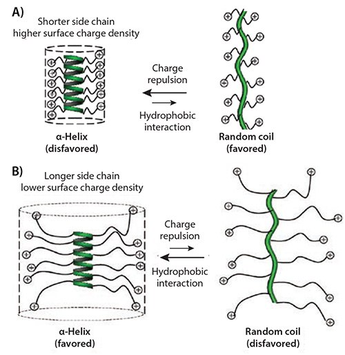 <b>A)</b> Illustration of polyamino acids with short, charged side chains and the postulated helix-to-random coil transition due to side-chain charge repulsion. <b>B)</b> Illustration of polyamino acids with long, charged side chains and postulated random coil-to-helix transition due to reduced side-chain charge repulsion and increased hydrophobic interaction. Illustration of polyamino acids with short, charged side chains and the postulated helix-to-random coil transition due to side-chain charge repulsion
