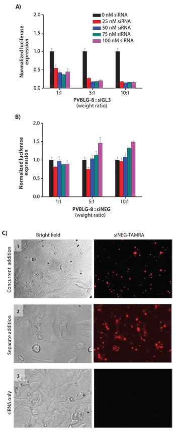 <b>A)</b> <i>In vitro</i> transfection of HeLa-Luc cells with luciferase siGL3 at various polymer:siRNA weight ratios and siRNA concentrations. <b>B)</b> In vitro transfection of HeLa-Luc cells with negative control siNEG. <b>C)</b> Fluorescence images of HeLa-Luc cells incubated with complexes formed with TAMRA-labeled siRNA and PVBLG-8. Free polymer and free siRNA were added sequentially in Pane 1. Free polymer was added, incubated, and removed prior to addition of free siRNA in Pane 2. Free siRNA was added without any polymer in Pane 3. The fluorescence signals observed in Panes 1 and 2 suggested that PVBLG-8 could cause pore formation on cell membranes to allow direct diffusion of siRNA into the cytoplasm. In vitro transfection of HeLa-Luc cells with luciferase siGL3 at various polymer:siRNA weight ratios and siRNA concentrations