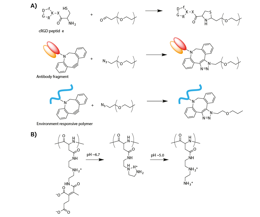 A) Synthesis scheme of modified PEG for targeting delivery of oligonucleotide. B) Change in the chemical structure of PAsp(DET-CDM) induced by biological pH change. Synthesis scheme of modified PEG