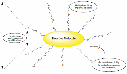 PEGylation may improve the properties of drug candidates