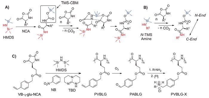 <b>A)</b> Proposed mechanism of hexamethyldisilazane (HMDS) initiated controlled NCA polymerization. Trimethylsilyl carbamate (TMS-CBM) moiety was identified as the chain propagating group. <b>B)</b> Synthesis of C-termini functionalized polyamino acids initiated by N-TMS amines. <b>C)</b> Synthesis of water-soluble α-helical polyamino acids PVBLG-X. Proposed mechanism