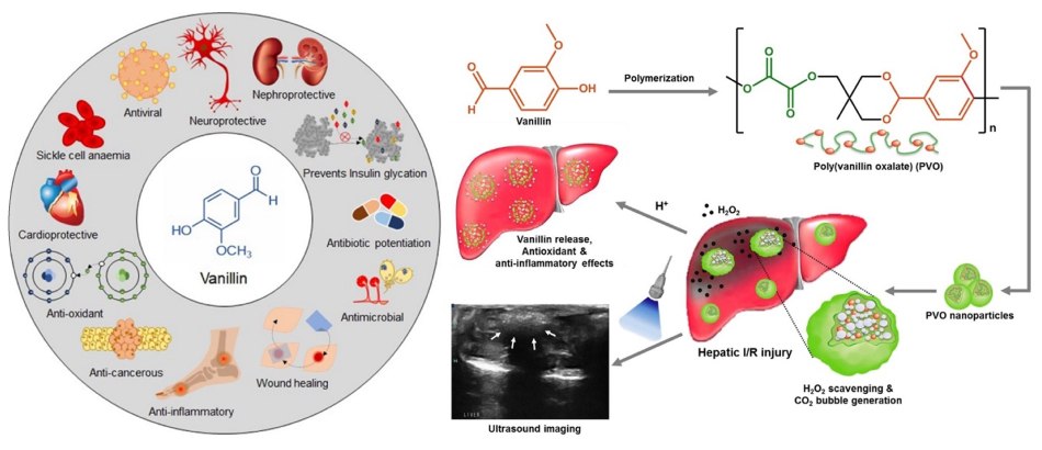 Schematic of vanillin and its therapeutic properties Schemat przeciwutleniacza waniliny i jego właściwości terapeutycznych, w tym przeciwnowotworowych, przeciwutleniających, przeciwzapalnych, neuro- i kardioprotekcyjnych oraz przeciwdrobnoustrojowych.
