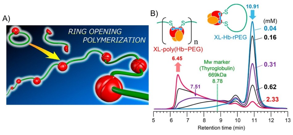 Schematic of hemoglobin polymer by ring-opening polymerization Schemat syntezy polimeru hemoglobiny (poli(Hb-PEG)) z natywnej hemoglobiny i dwufunkcyjnego maleimidu-PEG metodą polimeryzacji z otwarciem pierścienia