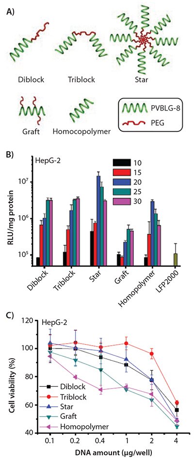<b>A)</b> Schematic representation of PEG-PVBLG-8 copolymers with different architectures. <b>B)</b> Transfection efficiencies of polyplexes in HepG-2 cells at various molar ratios of amine to phosphate (N/P ratios). <b>C)</b> Cytotoxicity of polyplexes (N/P ratio of 20) toward HepG-2 cells as determined by the MTT assay. Schematic representation of PEG-PVBLG-8 copolymers with different architectures