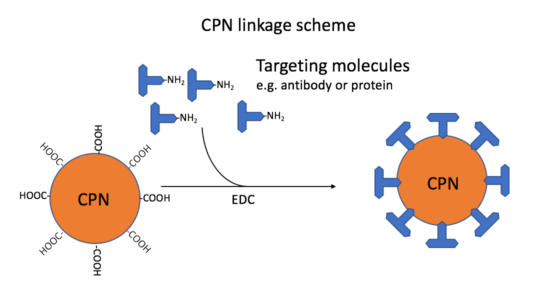 Linkage scheme: CPNs linked via carboxyl groups to amino groups on targeting molecules, such as antibodies. This reaction is mediated by the use of 1-ethyl-3-(3-dimethylaminopropyl)carbodiimide (EDC). The ratio used in the standard linkage protocol would attach approximately 40 antibody IgG to each CPN. Linkage scheme
