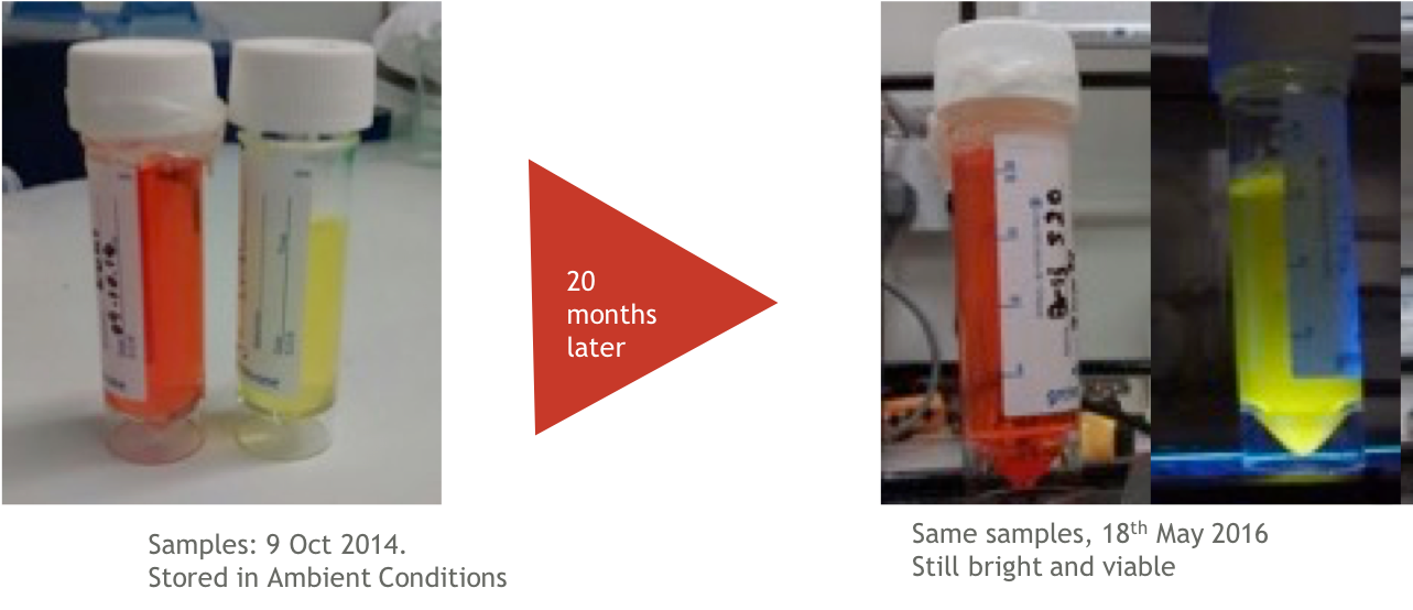 CPNs remain photostable for up to 24 months, retaining their immense fluorescence over a long period of storage. CPNs remain photostable for up to 24 months, retaining their immense fluorescence over a long period of storage.