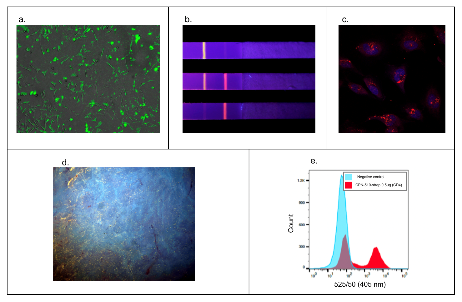 Versatility in a wide range of applications. <b>A</b>) Fluorescence microscopy. HEK293T cell membranes labeled with <a href="/product/aldrich/905038"><b>Cat. No. 905038</b></a>.<sup><b>9</b></sup> <b>B</b>) Rapid diagnostic tests with CPN-based rapid diagnostic test strip. Multiple particles can be used simultaneously on one strip for multiple diagnoses.<sup><b>12,13</b></sup> <b>C</b>) Z-Stack microscopy. HeLa cells stained with <a href="/product/aldrich/904996"><b>Cat. No. 904996</b></a> (red) and nuclei stain (DAPI, blue).<sup><b>9</b></sup> <b>D</b>) Tissue staining using microscopy with UV surface excitation optical section imaging system. Structures can be labeled in paraffin-embedded tissue using <a href="/product/aldrich/905038"><b>Cat. No. 905038</b></a> (yellow). <b>E</b>) Flow cytometry. <a href="/product/aldrich/905038"><b>Cat. No. 905038</b></a> showing labeling of 50% subpopulation of CD-4 positive cells in flow cytometry.<sup><b>5,9,17</b></sup></p> <p>The conjugated polymer core of CPNs provides them with unique photonic properties. This characteristic, coupled with their brightness and photostability, makes CPNs particularly valuable for applications such as two/multi-photon microscopy, where their suitability has been experimentally validated <b>(Figure 8)</b>.</p> Versatility in a wide range of applications