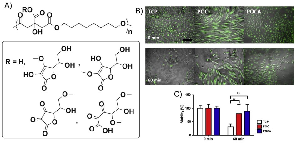 Structure of poly(1,8-octanediol-co-citrate-co-ascorbate) (POCA) and poly(1,8-octanediol-co-citrate) (POC) Struktura i proponowany schemat przeciwutleniającego polimeru poli(1,8-oktanodiol-co-azotan-co-askrobinian) (POCA) i poli(1,8-oktanodiol-co-azotan) (POC)