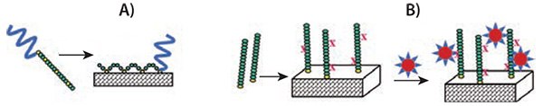 Surface modification with PEGylated PAA. A) The multi-point attachment of the PAA chain to the surface (e.g., by the formation of covalent bonds between l-Cys (yellow) and a gold surface) with the PEG-block (blue) extending away from the surface, thereby conveying a stealth character. B) Attachment of amino acid oligomers by single-point attachment and their subsequent modification with PAA-based polymeric micelles. The X indicates reactive terminal side groups, e.g., amino groups in l-Lys. A covalent bond is established between the PAA oligomer and the PAA polymeric micelle. Surface modification with PEGylated PAA