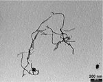 short thin multi wall carbon nanotubes