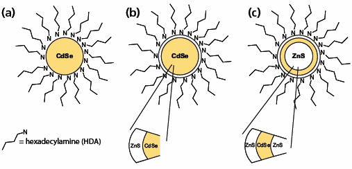 3d architectures of qds 3D architectures of QDs: (a) A core particle consisting of a CdSe core and HDA organic capping agent. (b) A core-shell particle consisting of a CdSe core, a ZnS shell, and HDA capping agent. (c) A core-multi shell (QDQW) particle consisting of a ZnS core and a CdSe shell followed by a ZnS shell with HDA capping agent.