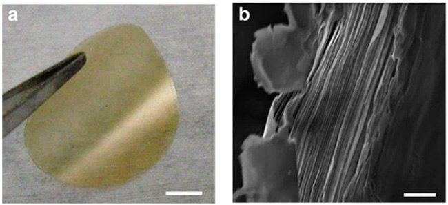Flexbile free-standing vermiculite membrane and cross-sectional SEM image Flexbile free-standing vermiculite membrane and cross-sectional SEM image
