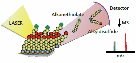 Self-assembled monolayers can be characterized using matrixassisted laser desorption-ionization mass spectrometry in a technique termed SAMDI MS. A nitrogen laser is used to desorb the monolayer to give alkanethiolate and the corresponding disulfide molecules. The mass spectrometer reports the mass-to-charge ratio for these molecules and can provide information on the products, yields and rates of interfacial reactions matrixassisted laser desorption-ionization mass spectrometry