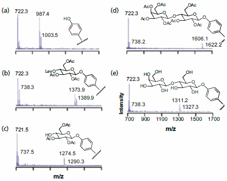 SAMDI MS was used to characterize the surface after each step of a disaccharide synthesis on a monolayer substrate: (a) monolayer presenting the phenol group; (b) coupling of the first carbohydrate; (c) selective removal of the levulinate protecting group; (d) coupling of the second carbohydrate; (e) final deprotection. SAMDI MS was used to characterize the surface after each step of a disaccharide synthesis on a monolayer substrate