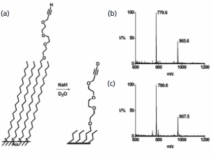 SAMDI MS is used to characterize the exchange of hydrogen for deuterium in a terminal alkyne. The mass spectrum prior to reaction shows a peak at m/z of 779.6 that shifts to 780.6 after the reaction. The corresponding disulfide shows the expected mass increase of two Daltons. SAMDI MS is used to characterize the exchange of hydrogen for deuterium in a terminal alkyne