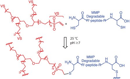 Step-growth hydrogel formation between 4-arm PEG tetra vinyl sulfone and cysteine end functionalized MPP cleavable peptide via Michael addition. Step-growth hydrogel formation between 4-arm PEG tetra vinyl sulfone and cysteine end functionalized MPP cleavable peptide via Michael addition