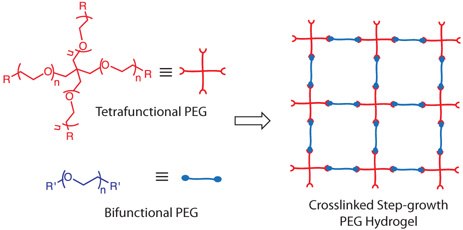 Structures of 4-arm and linear PEG precursors and a schematic illustration of the resulting step-growth hydrogel formed using these PEG macromolecules. Structures of 4-arm and linear PEG precursors and a schematic illustration of the resulting step-growth hydrogel formed using these PEG macromolecules