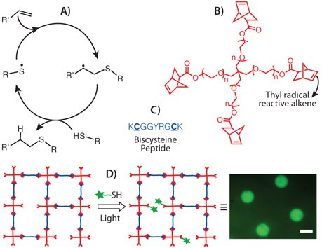 Thiol-ene photochemistry: A) General mechanism of the thiol-ene reaction; B) Structure of a commonly used ene, 4-arm PEG tetra norbornene; C) A cysteine containing chymotrypsin cleavable peptide crosslinker; D) Schematic of photopatterning networks formed via thiol-ene polymerization by reacting a network off-stoichiometry and subsequently conjugating a thiolated cell adhesive ligand at specific locations within the hydrogel scaffold; Image obtained from photopatterning of Alexafluor488 labeled RGD, scale bar: 500 μm. Thiol-ene photochemistry