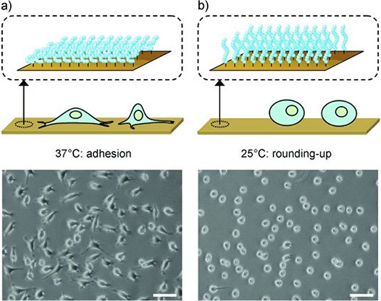 Microscopy images of L929 mouse fibroblasts on poly(OEGMAco-M(EO)2MA)-modified gold substrates