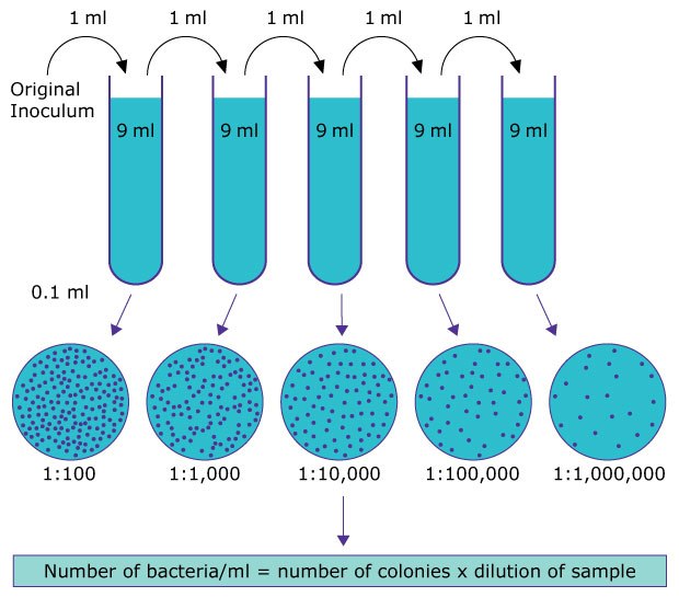 Bacterial dilution and colony counting method An illustration showing the process of serial dilution for bacterial counting. The original inoculum is diluted into multiple test tubes containing 9 mL of broth, with 1 mL taken from each tube to be plated. Below the dilution tubes, petri dishes show the resulting bacterial colonies from each dilution (1:100, 1:1,000, 1:10,000, 1:100,000, and 1:1,000,000), along with a formula for calculating the number of bacteria per milliliter based on the number of colonies and the dilution factor.