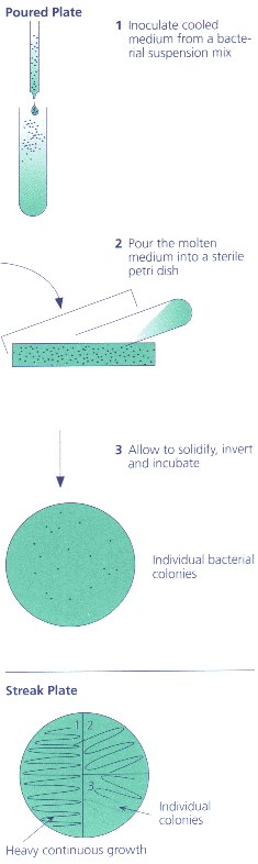 microbiological culture methods