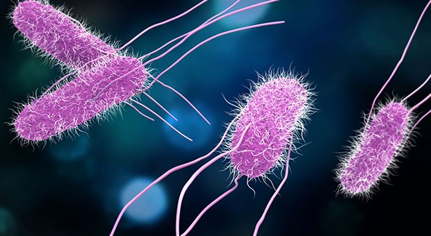 <i>Salmonella</i> Bacteria Microscopic View A colorful illustration of Salmonella bacteria, depicted in purple color with flagella, set against a blurred blue background.