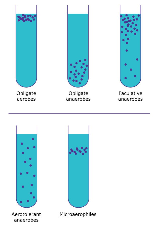 Types of bacteria based on their oxygen requirements A diagram showing six test tubes representing different types of bacteria based on their oxygen requirements: obligate aerobes, obligate anaerobes, facultative anaerobes, aerotolerant anaerobes, and microaerophiles, with varying distributions of bacteria in each tube.