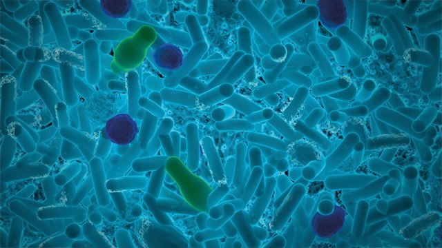 Alicyclobacillus bacteria Alicyclobacillus spore forming bacteria bacteria
