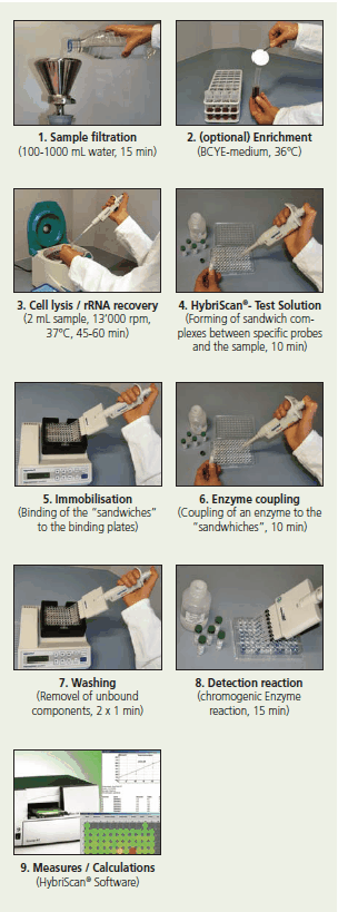 Workflow for the HybriScan™ kits