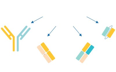 Examples of emerging antibody formats.