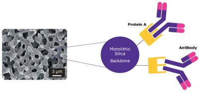 Antibody interaction in the bimodal pore structure of the Chromolith® WP 300 Protein A column. The image's left side provides a microscopic view of the Chromolith® WP 300 Protein A column, showcasing its bimodal pore structure in subdued grey tones. The scale is indicated as 3 µm. On the right side, an illustration demonstrates the precise alignment of the antibody, depicted with two long arms and two short arms, fitting seamlessly at a specific site on Protein A.
