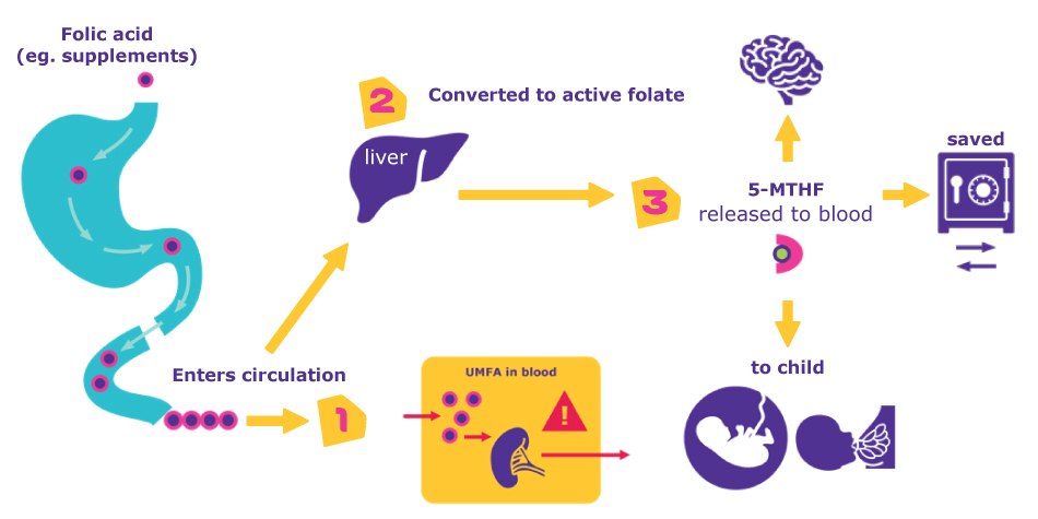 Benefits of Folate Supplementation Benefits of Folate | Folic acid from supplemented or fortified foods is not bioactive until converted in the liver to active folate