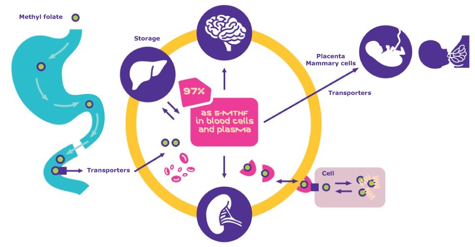Folate During Pregnancy and Lactation Folate during Pregnancy and Lactation | 5-MTHF is absorbed, distributed, stored and promptly utilized.