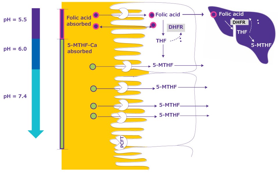 Methylfolate Methylfolate | As the pH increases along the intestine, the rate of folic acid absorption declines compared to that of 5-MHTF