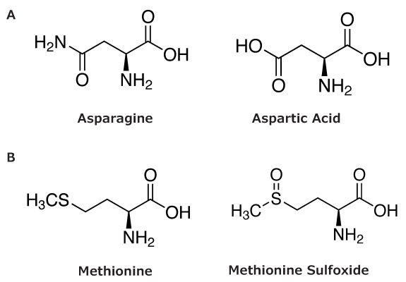 Deamidation of asparagine to aspartic acid and oxidation of methionine to methionine sulfoxide Chemical reactions showing deamidation of asparagine to aspartic acid and oxidation of methionine to methionine sulfoxide